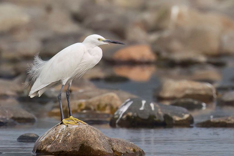 Little Egret