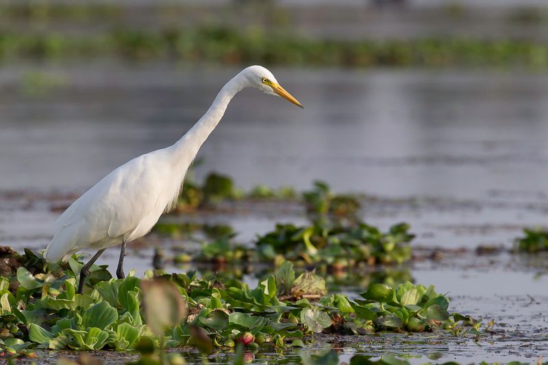 Medium Egret