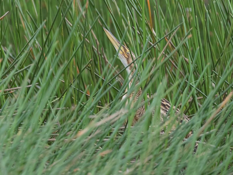 Pinnated Bittern