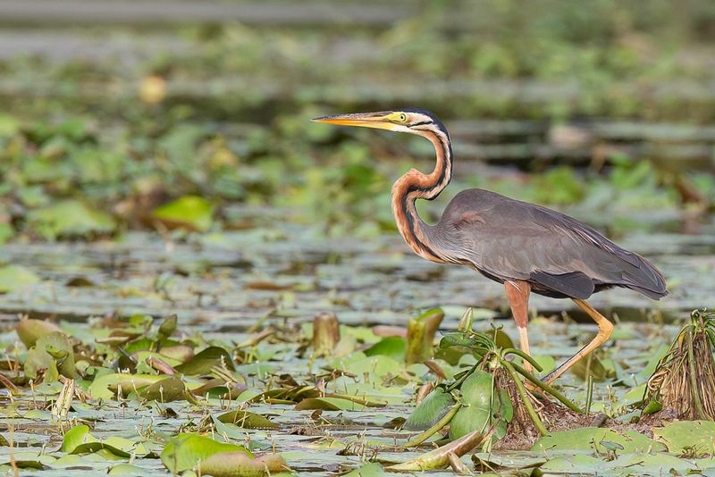 Purple Heron