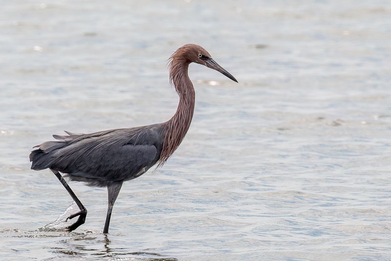 Reddish Egret