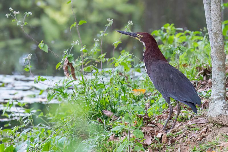 Rufescent Tiger Heron