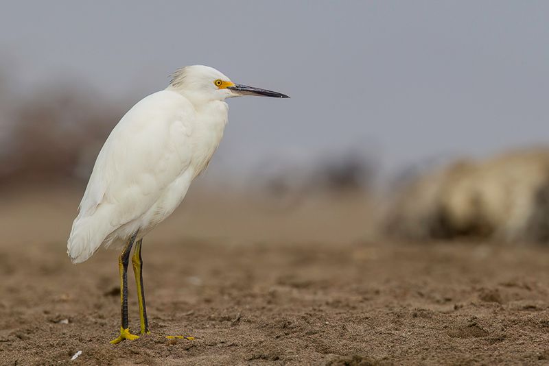 Snowy Egret