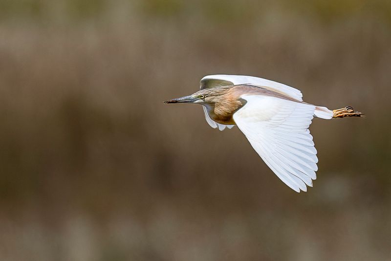 Squacco Heron