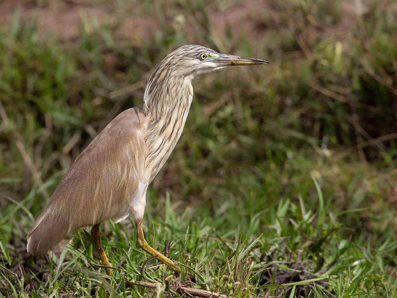 Squacco Heron