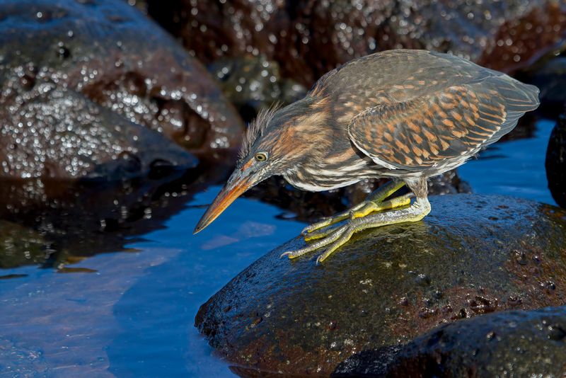 Striated Heron