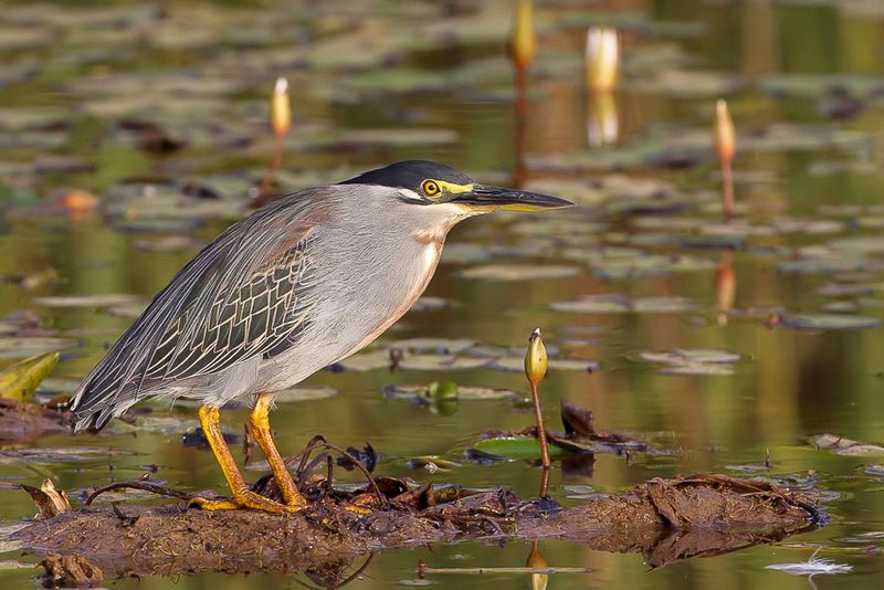 Little Heron