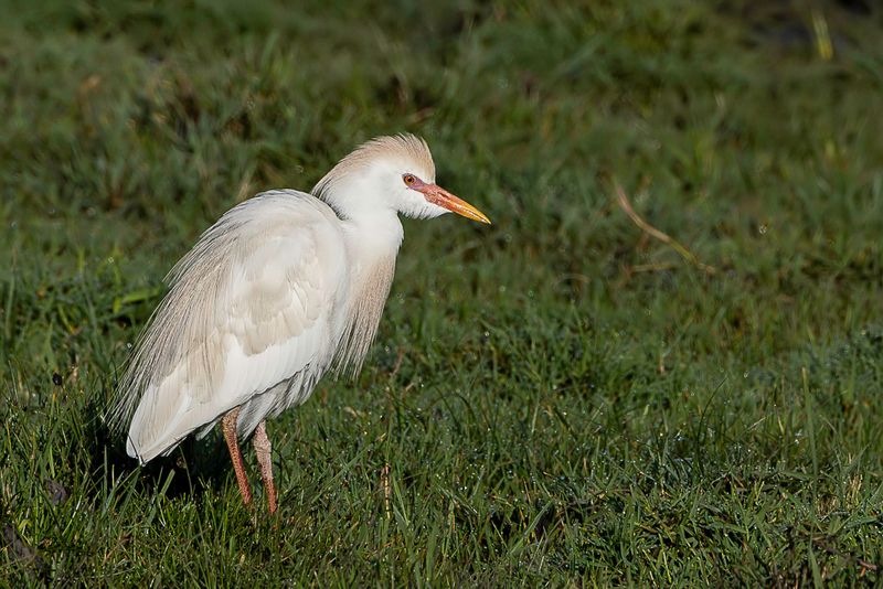 Western Cattle Egret