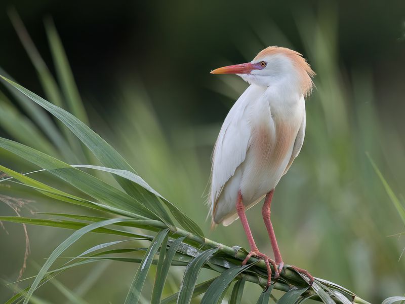 Western Cattle Egret