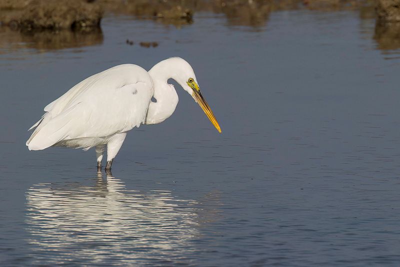 Western Reef Heron