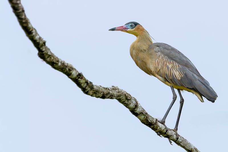 Whistling Heron
