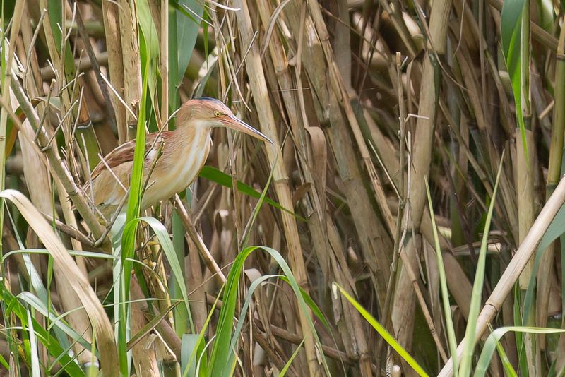 Yellow Bittern