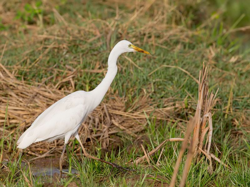 Yellow-billed Egret