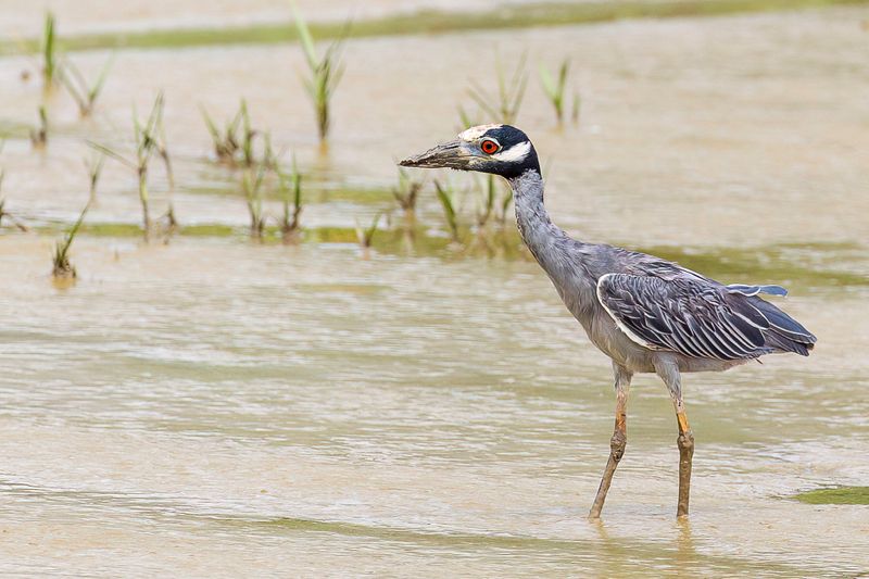 Yellow-crowned Night Heron
