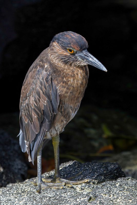 Yellow-crowned Night-heron (j)