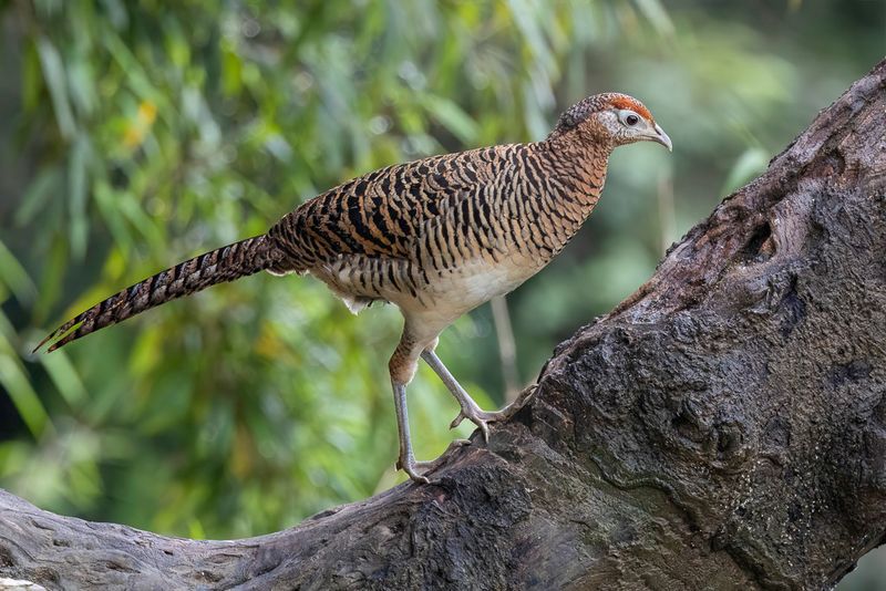 Lady Amherst's Pheasant - Lady-Amherstfazant - Faisan de Lady Amherst (f)