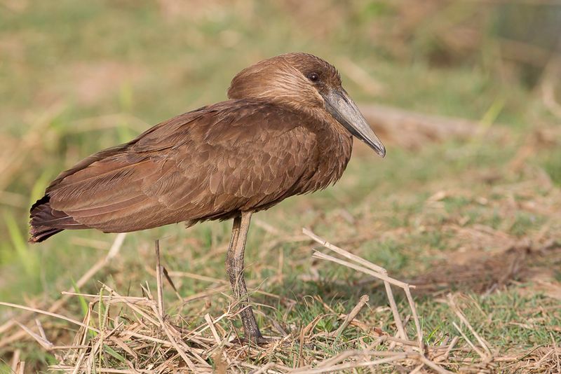 Hamerkop