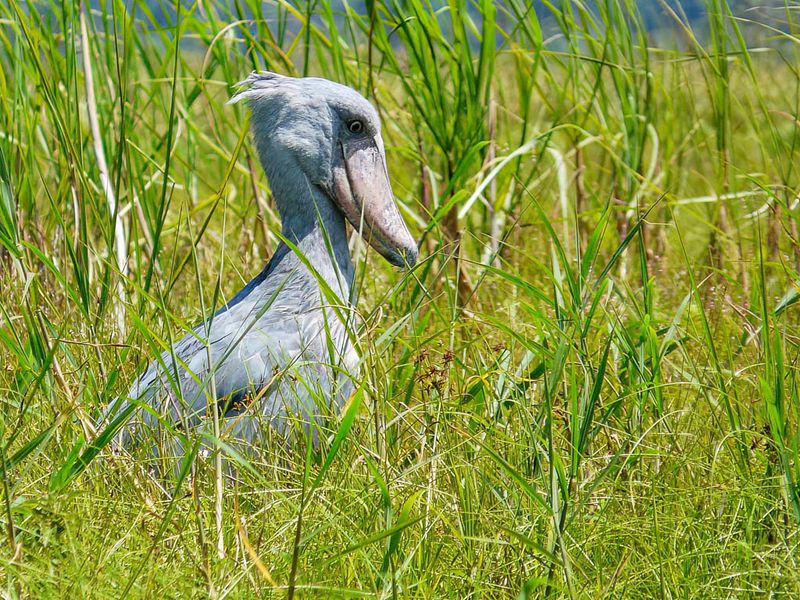 Shoebill