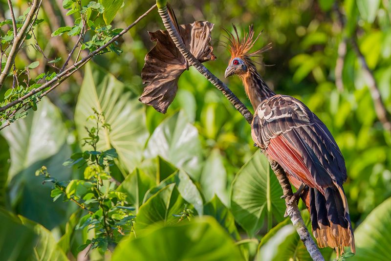 022 Opisthocomidae - Hoatzin
