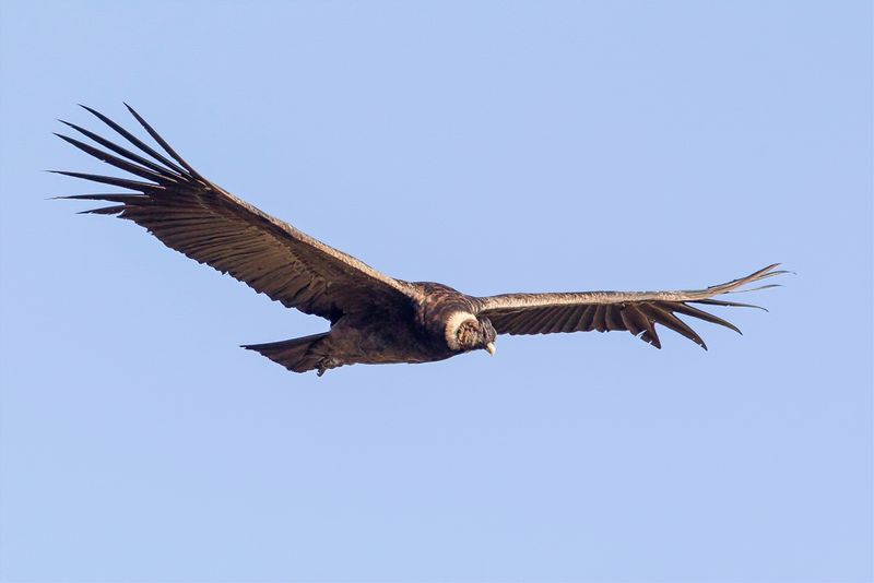 Andean Condor