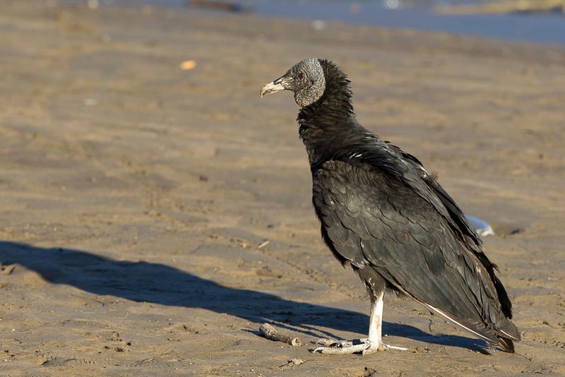 Black Vulture