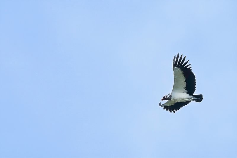 King Vulture