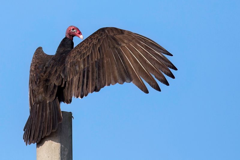 Turkey Vulture