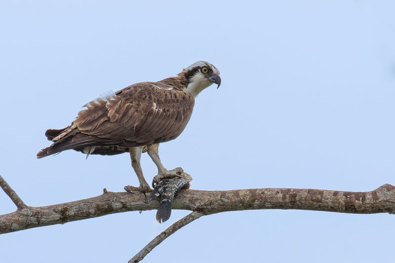 Osprey