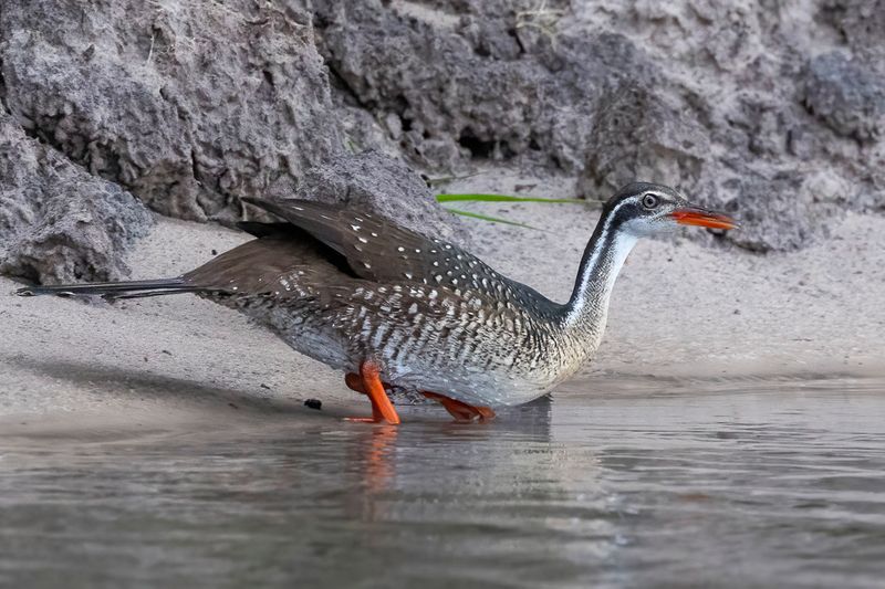 026 Heliornithidae - Finfoots