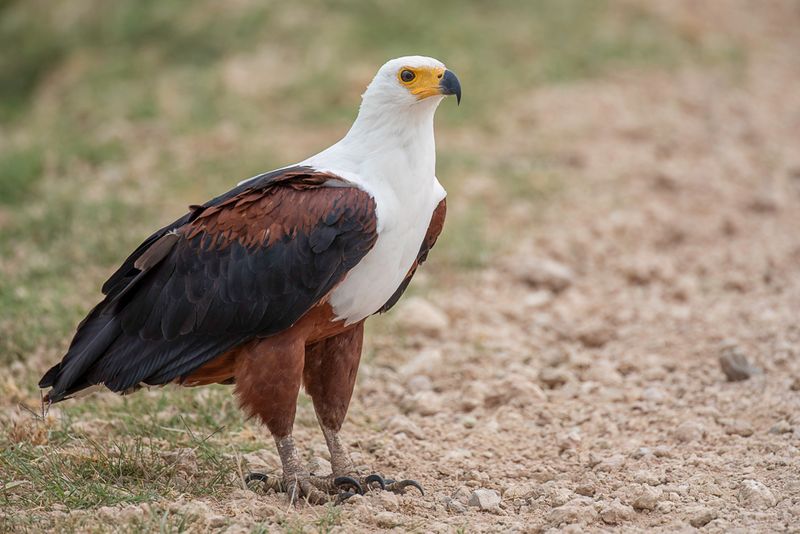 African Fish Eagle