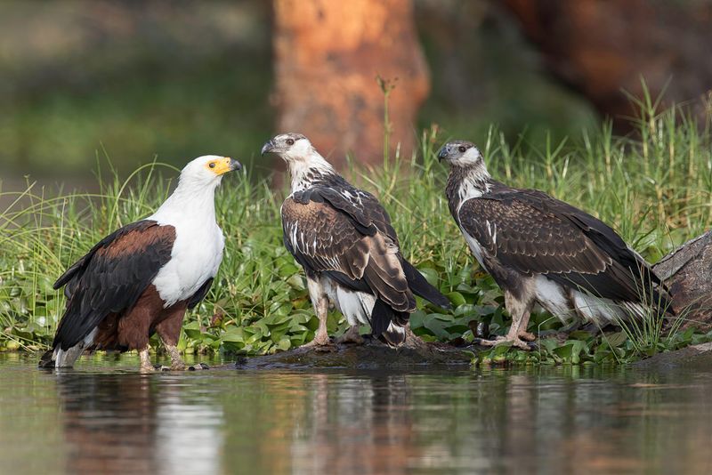 African Fish Eagle