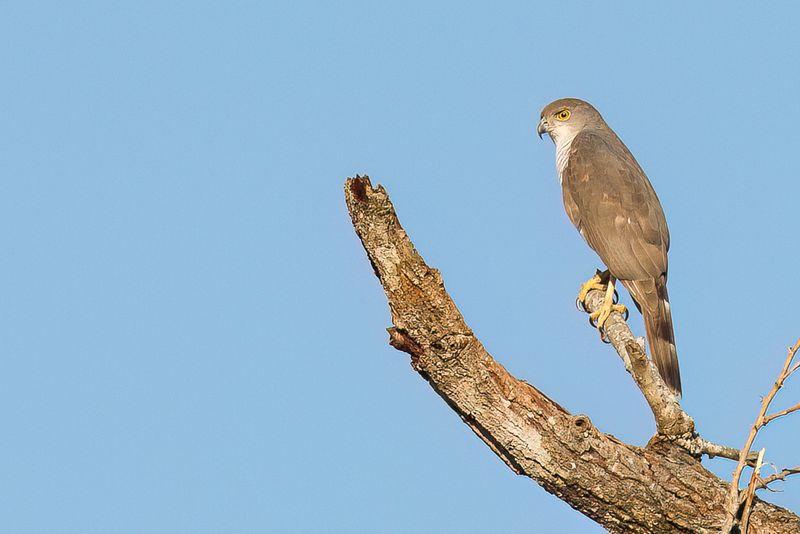African Goshawk (f)