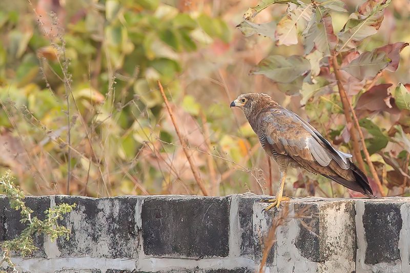 African Harrier Hawk (j)