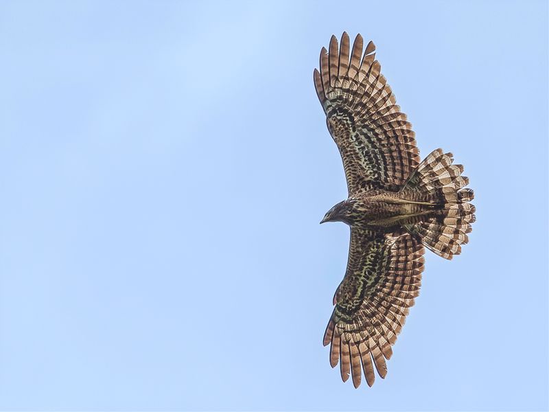 African Harrier Hawk (j)