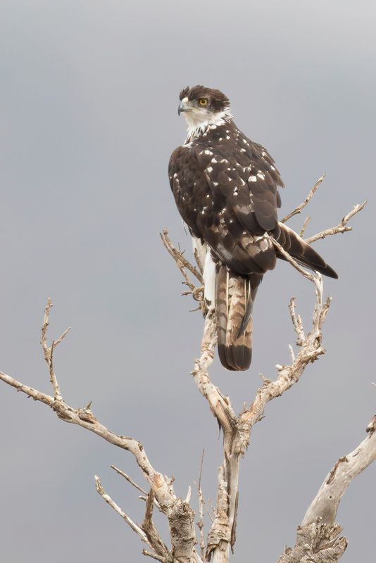 African Hawk-Eagle