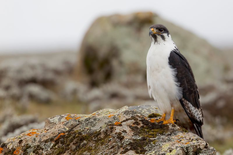 Augur Buzzard
