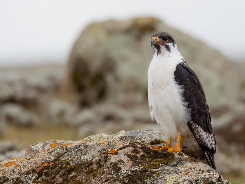 Augur Buzzard