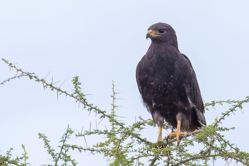 Augur Buzzard