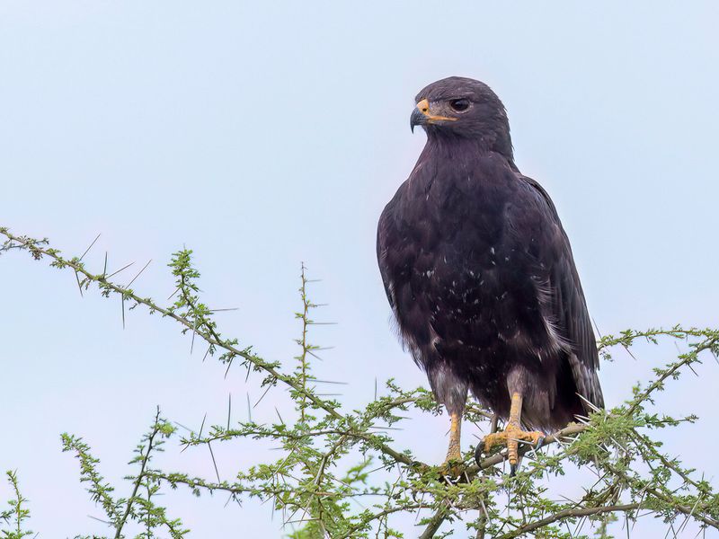 Augur Buzzard