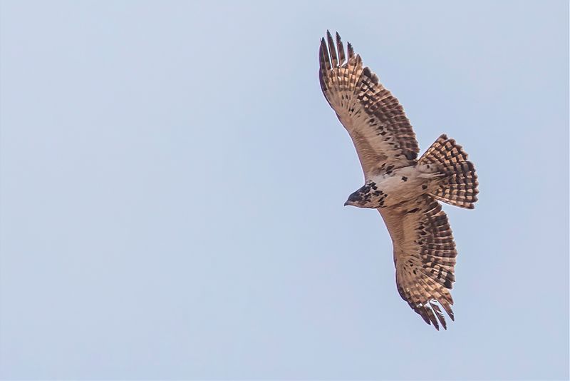 Ayres Hawk-Eagle