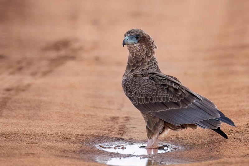 Bateleur (j)