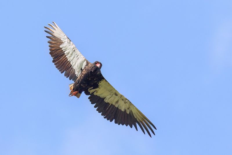 Bateleur