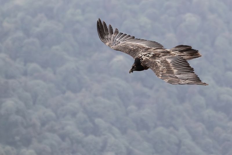 Bearded Vulture (imm)