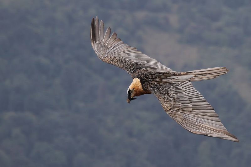 Bearded Vulture