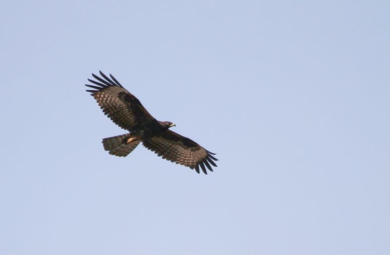 Black Eagle