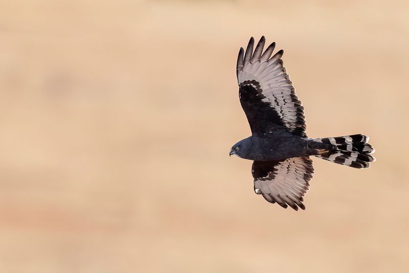 Black Harrier
