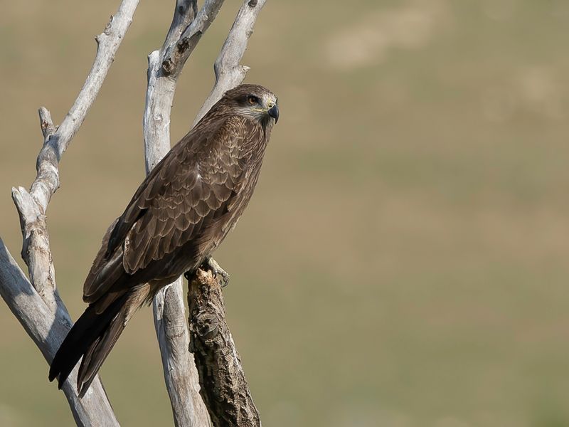 Black Kite