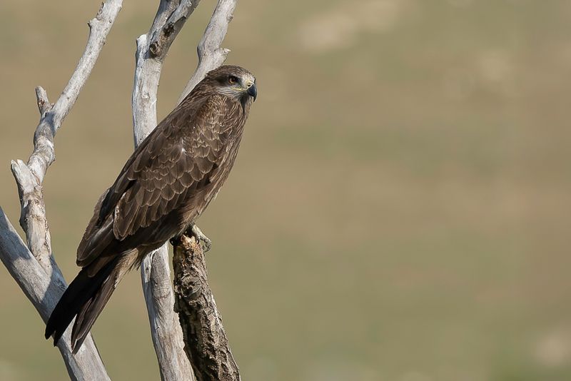 Black Kite