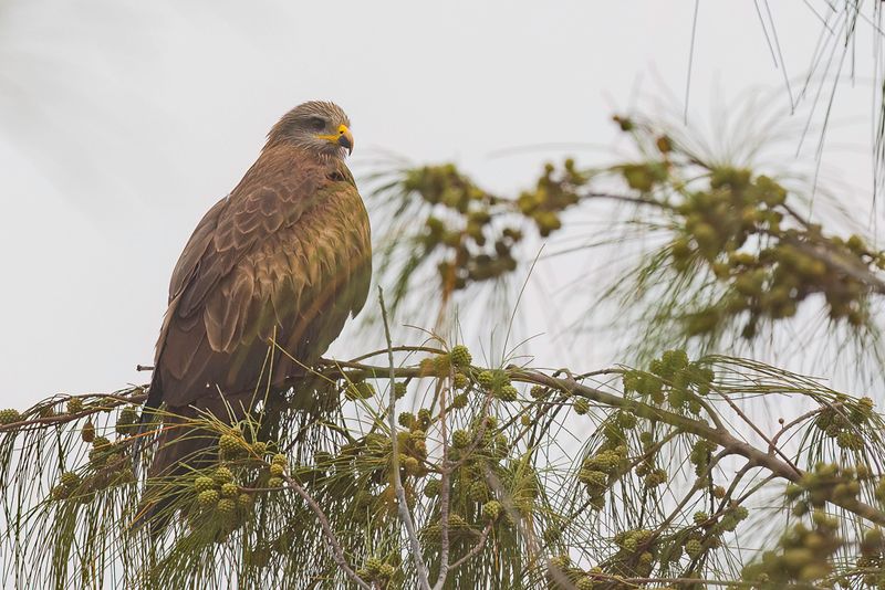 Black Kite