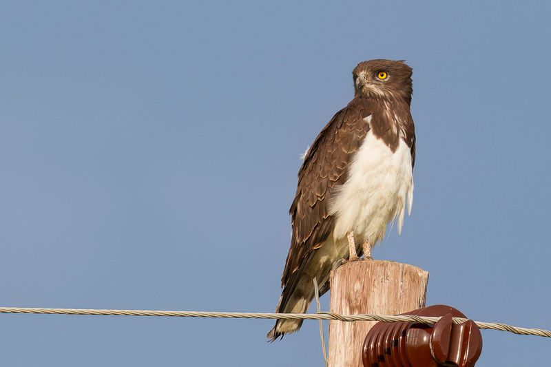 Black-chested Snake-Eagle